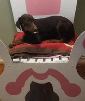 Yellow collar Choc Fe/Penny's, a female Doberman Pinscher for sale in Dallas, TX – Photo 6 of 10