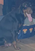 Yellow collar Choc Fe/Penny's, a female Doberman Pinscher for sale in Dallas, TX – Photo 10 of 10