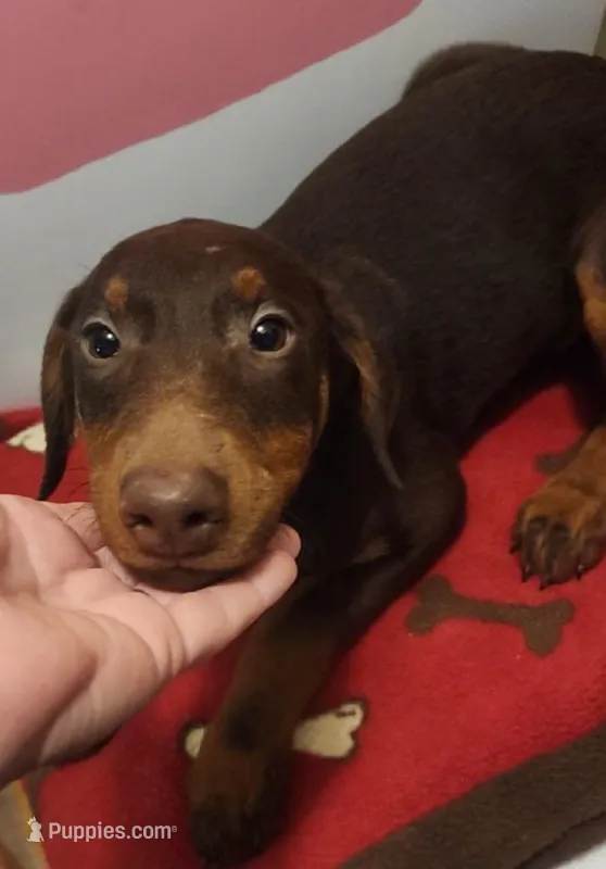 Yellow collar Choc Fe/Penny's