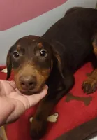 Yellow collar Choc Fe/Penny's, a female Doberman Pinscher for sale in Dallas, TX – Photo 1 of 10