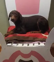 Yellow collar Choc Fe/Penny's, a female Doberman Pinscher for sale in Dallas, TX – Photo 2 of 10