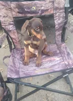 Red Male, a male Doberman Pinscher for sale in Dallas, TX – 5 of 5