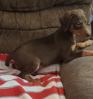  Red FEMALE , a female Doberman Pinscher for sale in Dallas, TX – 5 of 6