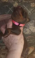 Pink Collar Female, a female Doberman Pinscher for sale in Dallas, TX – 2 of 9