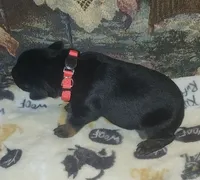 Red Collar Female, a female Doberman Pinscher for sale in Dallas, TX – 6 of 8