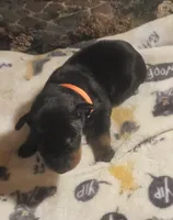 Orange Collar Female, a female Doberman Pinscher for sale in Dallas, TX – 5 of 9