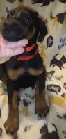 Red Collar Female, a female Doberman Pinscher for sale in Dallas, TX – 6 of 9