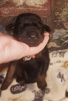 White Collar Female, a female Doberman Pinscher for sale in Dallas, TX – 5 of 9
