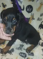 PLUM Collar (Black) Female , a female Doberman Pinscher for sale in Dallas, TX – 2 of 7