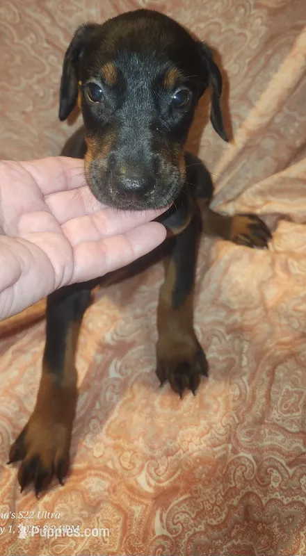 White Collar Female – Doberman Pinscher puppy for sale in Dallas, TX