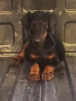 White Collar Male, a male Doberman Pinscher for sale in Dallas, TX – 4 of 5