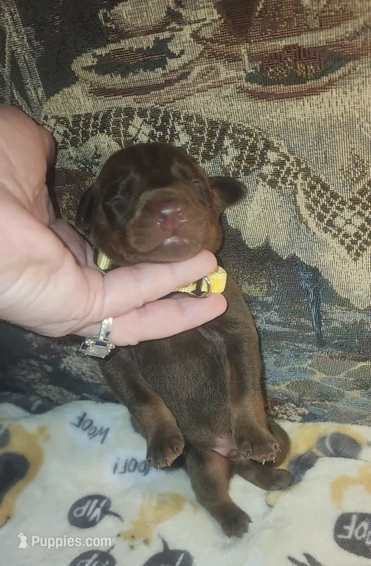 Yellow COLLAR MALE – Doberman Pinscher puppy for sale in Dallas, TX