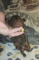 Yellow COLLAR MALE, a male Doberman Pinscher for sale in Dallas, TX – 1 of 7