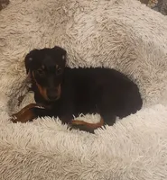 Black Female, a female Doberman Pinscher for sale in Dallas, TX – 8 of 9