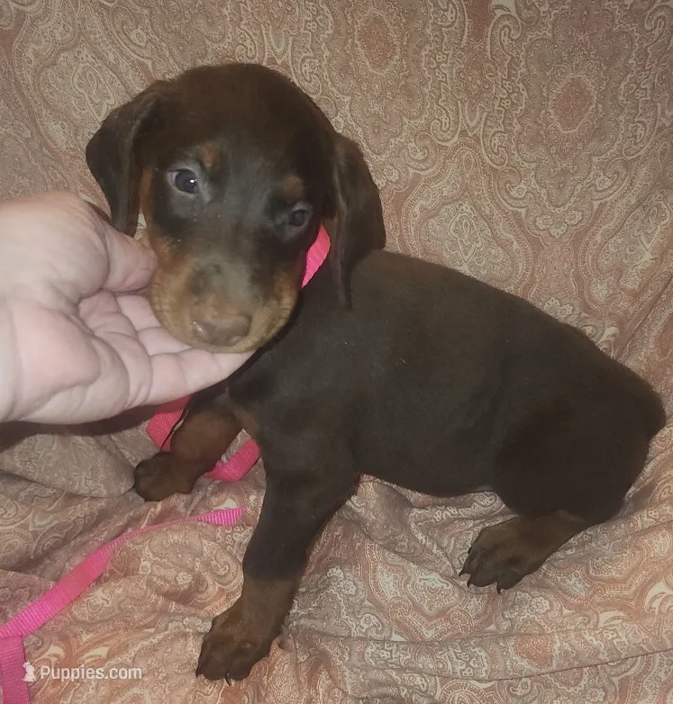 Mahogany Female  – Doberman Pinscher puppy for sale in Dallas, TX