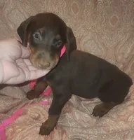 Mahogany Female , a female Doberman Pinscher for sale in Dallas, TX – 1 of 5