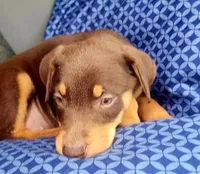 FEMALE #1, a female Doberman Pinscher for sale in Dallas, TX – Photo 1 of 4