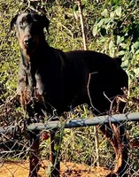 FEMALE #1, a female Doberman Pinscher for sale in Dallas, TX – Photo 3 of 4