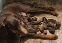 FEMALE #1, a female Doberman Pinscher for sale in Dallas, TX – Photo 4 of 4