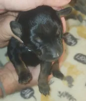 Grey Collar Male, a male Doberman Pinscher for sale in Dallas, TX – 5 of 8