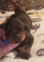 Blue Collar Male, a male Doberman Pinscher for sale in Dallas, TX – 3 of 9