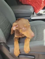  Red FEMALE , a female Doberman Pinscher for sale in Dallas, TX – 2 of 6