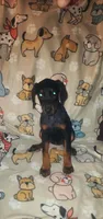 Black w Mahogany Female, a female Doberman Pinscher for sale in Dallas, TX – Photo 8 of 10