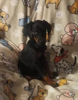 Black w Mahogany Female, a female Doberman Pinscher for sale in Dallas, TX – Photo 2 of 10