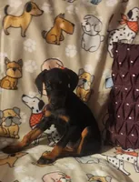 Black w Mahogany Female, a female Doberman Pinscher for sale in Dallas, TX – Photo 4 of 10