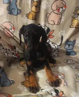 Black w Mahogany Female, a female Doberman Pinscher for sale in Dallas, TX – Photo 6 of 10