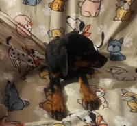 Black w Mahogany Female, a female Doberman Pinscher for sale in Dallas, TX – Photo 7 of 10