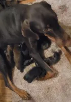 Black w Mahogany Female, a female Doberman Pinscher for sale in Dallas, TX – Photo 9 of 10