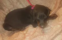 Pink Collar Female, a female Doberman Pinscher for sale in Dallas, TX – 3 of 10