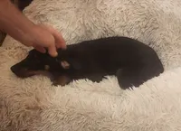 Black Female, a female Doberman Pinscher for sale in Dallas, TX – 4 of 9