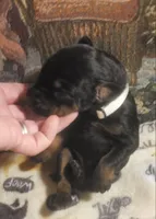 White Collar Female, a female Doberman Pinscher for sale in Dallas, TX – 6 of 9