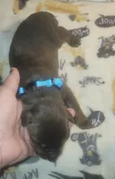 Lt Blue Collar MALE, a male Doberman Pinscher for sale in Dallas, TX – 6 of 8