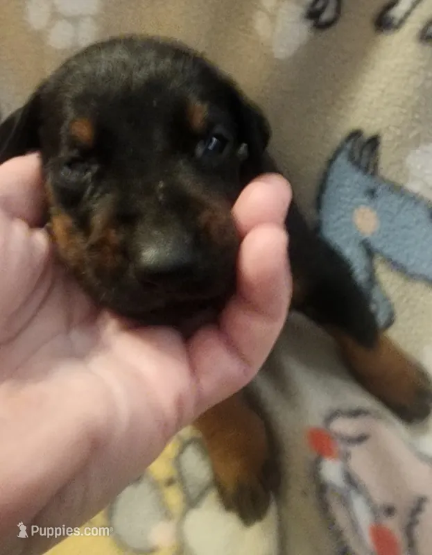 Lime Green Collar Female – Doberman Pinscher puppy for sale in Dallas, TX