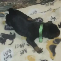 Green Collar Female, a female Doberman Pinscher for sale in Dallas, TX – 3 of 8