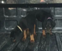 Black and Tan Female , a female Doberman Pinscher for sale in Dallas, TX – 5 of 5
