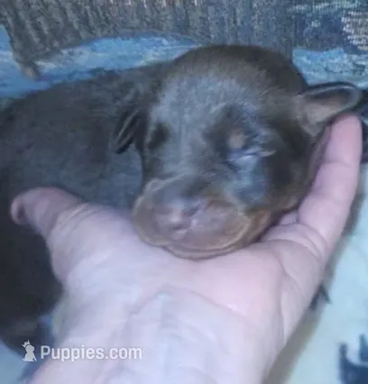 Purple Collar (Red) Female – Doberman Pinscher puppy for sale in Dallas, TX