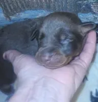 Purple Collar (Red) Female, a female Doberman Pinscher for sale in Dallas, TX – 1 of 9