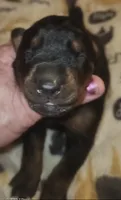 PLUM Collar (Black) Female , a female Doberman Pinscher for sale in Dallas, TX – 3 of 7