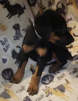 Green Collar Female, a female Doberman Pinscher for sale in Dallas, TX – 7 of 10