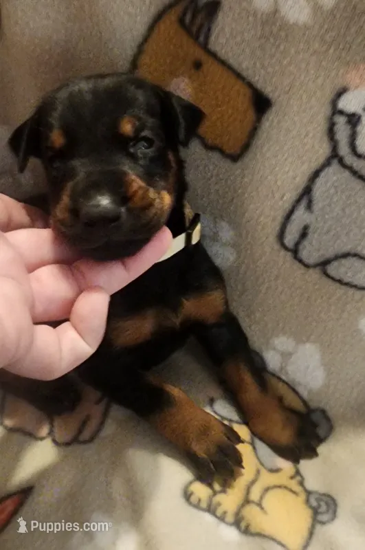 White Collar Female – Doberman Pinscher puppy for sale in Dallas, TX