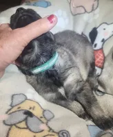 Dark Green Collar Male, a male German Shepherd Dog for sale in Dallas, TX – Photo 7 of 10