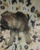 Dark Green Collar Male, a male German Shepherd Dog for sale in Dallas, TX – Photo 4 of 8