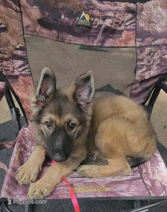 Silver Sable Male – German Shepherd Dog puppy for sale in Dallas, TX