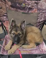 Silver Sable Male, a male German Shepherd Dog for sale in Dallas, TX – 1 of 10