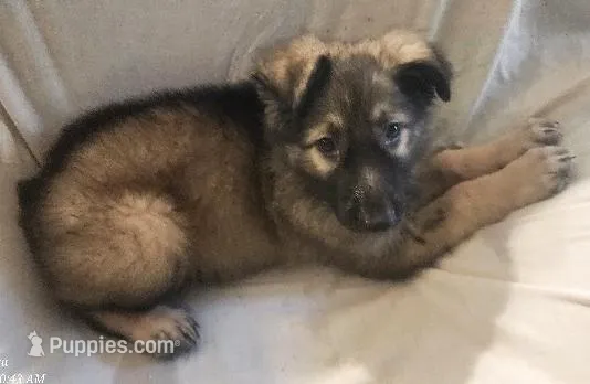 Silver Sable Male – German Shepherd Dog puppy for sale in Dallas, TX