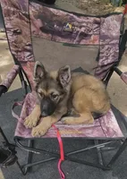 Silver Sable Male, a male German Shepherd Dog for sale in Dallas, TX – 2 of 10